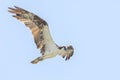 Osprey Hovering In The Sky For Prey Below Royalty Free Stock Photo