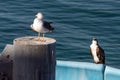 Osprey and seagull before fighting Royalty Free Stock Photo