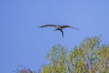 Osprey With A Gar In Its Claws