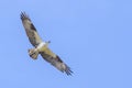 Osprey, Seahawk Hovering Up In The Sky Royalty Free Stock Photo