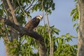 Osprey Looking Down From An Oak Tree