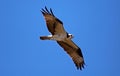 Osprey seahawk unique raptor bird of prey avian flying in Michigan during spring fishing hawk american ospreys