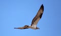 Osprey seahawk unique raptor bird of prey avian flying in Michigan during spring fishing hawk american ospreys Royalty Free Stock Photo