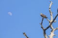 Osprey On Top Of A Tall Bare Tree With Moon In The Background