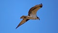 Osprey seahawk unique raptor bird of prey avian flying in Michigan during spring fishing hawk american ospreys Royalty Free Stock Photo