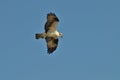 Osprey searching