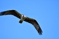 A Osprey searching the fish to eat.