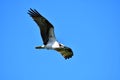 A Osprey searching the fish to eat.