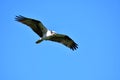 A Osprey searching the fish to eat.