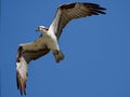 Osprey searching for its mate