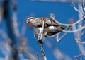 Osprey searching for small rodents