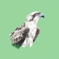Osprey In Flight: Minimalistic Sketch With Green And White Colors