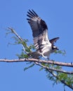 Osprey Signals his Arrival at the Nest Royalty Free Stock Photo