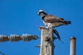 Osprey sits on eletrical pole with fish