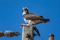Osprey sits on eletrical pole with fish