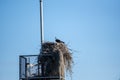 Osprey Sits on Nest
