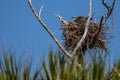 Osprey sits in nest in tree