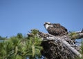 Osprey sits patiently on nest