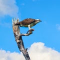 Osprey sitting on a dead tree at Flamingo Camping.Everglades National Park.Florida.USA Royalty Free Stock Photo