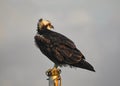 Osprey Sitting on Flagpole