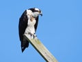 Osprey Sitting on Nest Box Post Royalty Free Stock Photo