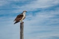 Osprey sitting on wooden pole