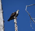 Osprey on a snag