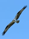 Osprey Soaring