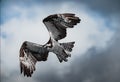 Osprey soaring through the air, its wingspan stretched wide as it catches a thermal updraft