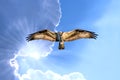 Osprey flying in cloudy sky with sunrays under the wing Royalty Free Stock Photo