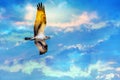 Osprey soaring high against a beautiful sky Royalty Free Stock Photo