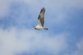 Osprey soaring over Fort De Soto Park, St. Petersburg, Florida.