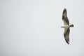 Osprey soaring over Fort De Soto Park, St. Petersburg, Florida.