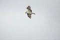 Osprey soaring over Fort De Soto Park, St. Petersburg, Florida.