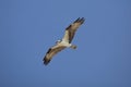 Osprey soaring over Fort De Soto Park, St. Petersburg, Florida.