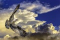 An Osprey soaring in the wind Royalty Free Stock Photo