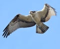 An osprey spots a fish just below in the marsh waterway