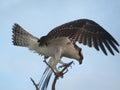 Osprey spreading wings perched on branch Royalty Free Stock Photo