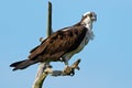 An Osprey Standing in a Dead Tree Royalty Free Stock Photo