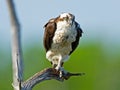 An Osprey Standing in a Dead Tree Royalty Free Stock Photo