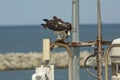 Osprey standing on dock structures with fish in its talons. Royalty Free Stock Photo
