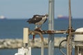Osprey standing on dock structures with fish in its talons. Royalty Free Stock Photo