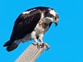 Osprey Standing on Nest Pole Royalty Free Stock Photo