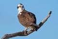 Osprey Standing in a Tree Royalty Free Stock Photo