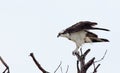 Osprey standing on tree branch Royalty Free Stock Photo