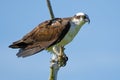 Osprey Standing in a Tree Royalty Free Stock Photo
