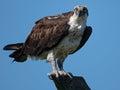 Osprey Starring Directly at the Camera
