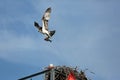 Osprey with stick, building nest on navigational aid