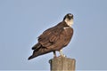 Osprey Surveying its environment