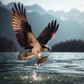 Osprey swoops and catches prey in open lake